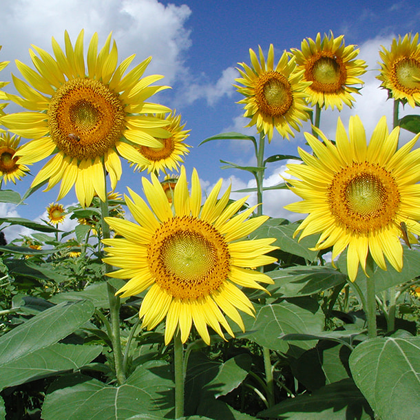 事業紹介 | 志布志市シルバー人材センター