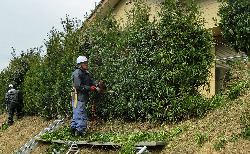 剪定作業 | 志布志市シルバー人材センター