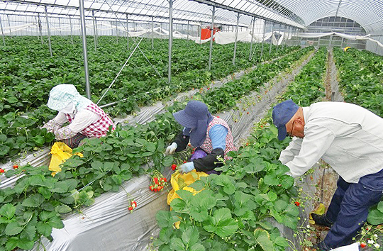 イチゴ手入れ | 志布志市シルバー人材センター