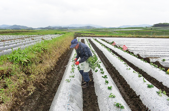 甘藷植え | 志布志市シルバー人材センター